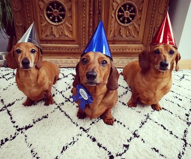 20 Dogs — And 1 Cat — Rocking Sweet As Heck Party Hats