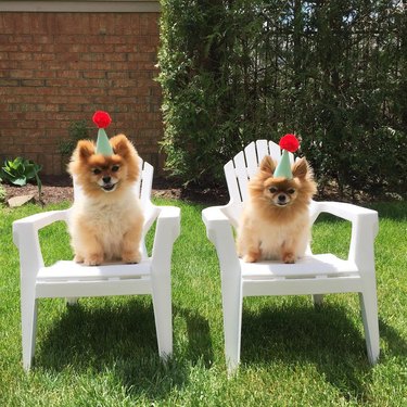 20 Dogs — And 1 Cat — Rocking Sweet Party Hats