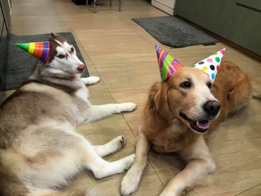 20 Dogs — And 1 Cat — Rocking Sweet As Heck Party Hats