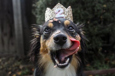 20 Dogs — And 1 Cat — Rocking Sweet As Heck Party Hats