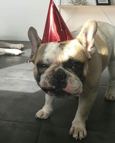20 Dogs — And 1 Cat — Rocking Sweet Party Hats