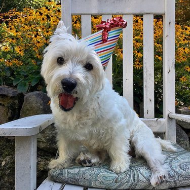 20 Dogs — And 1 Cat — Rocking Sweet Party Hats