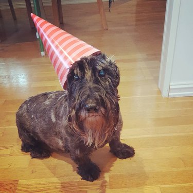 20 Dogs — And 1 Cat — Rocking Sweet Party Hats