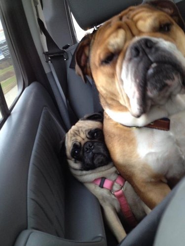 Bulldog squishing pug against side of car door.