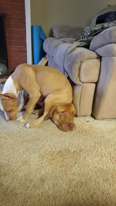 Puppy sitting on older dog's head