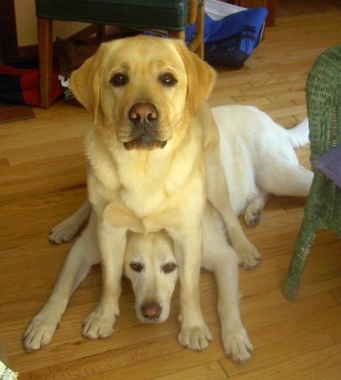 Dog sitting on top of other dog's head.