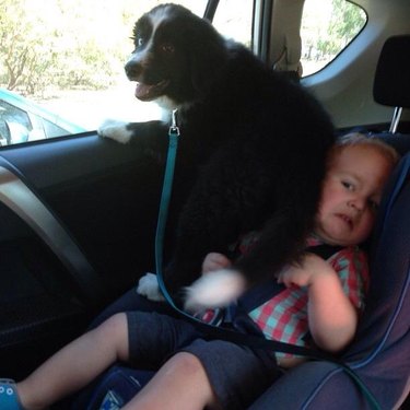 Puppy sitting on child in car seat.