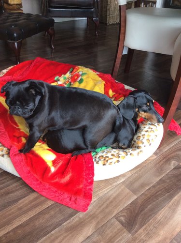 Pug sitting on dachshund.