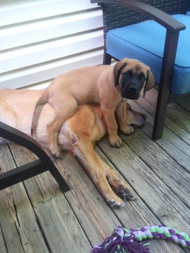 Puppy sitting on dog.