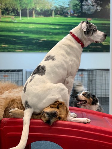 Dog sitting on dog's head.