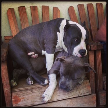 Dog lying on top of other dog in deck chair.