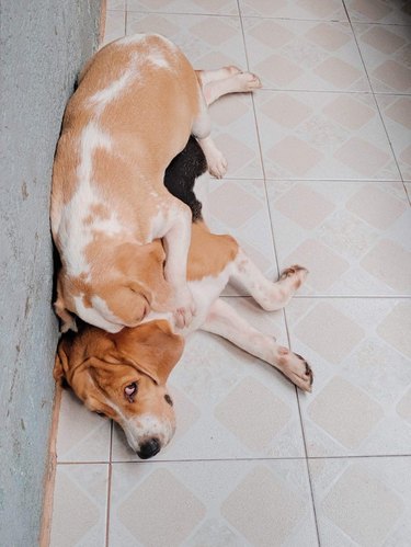 Dog lying on top of other dog.