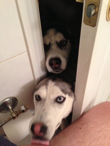Two dogs barging into a bathroom.