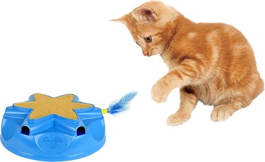 cat plays with Catty Whack Electronic Motion Cat Toy