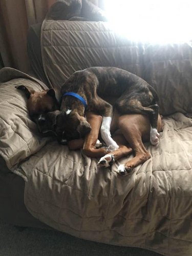 Dog lying on dog