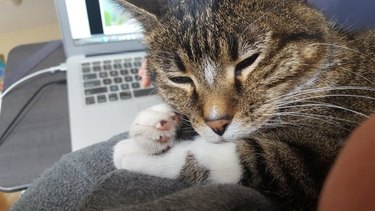 cat naps in front of laptop