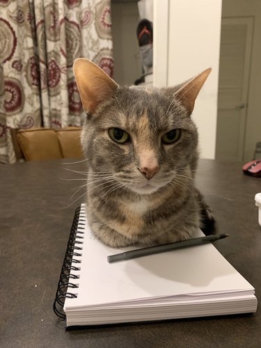cat sits on teacher's notepad