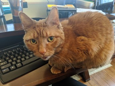 cat sits on keyboard