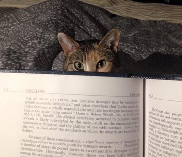 cat peers over book