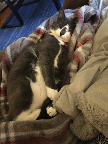 cat sleeps on blanket