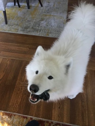 Samoyed holding a toy in its mouth.