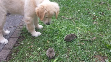 Puppy looking at small hedgehogs.