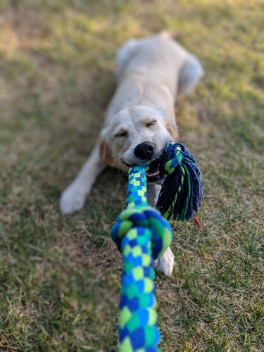 Dog pulling on rope toy