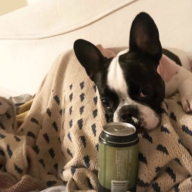 dog under blanket with a canned drink