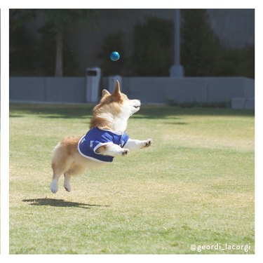 Dog looking at ball behind it