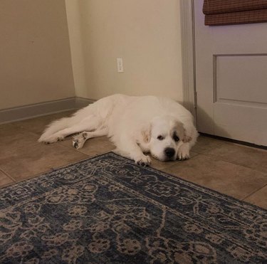 a dog lying by the door