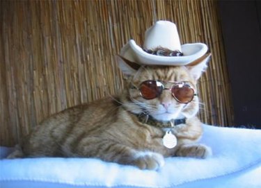 Cat in cowboy hat