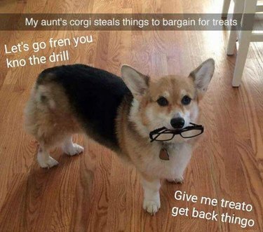 Corgi with stolen glasses