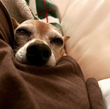 a half asleep dog tucked in a blanket
