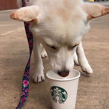 a dog drinking a puppaccino