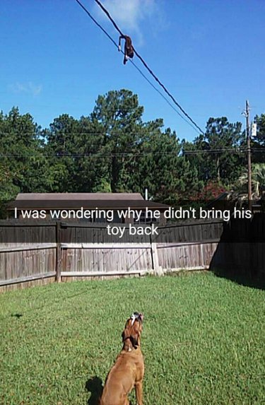 Dog looking at toy stuck on phone line