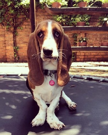 50 Faces Dog Owners Can't Say No To