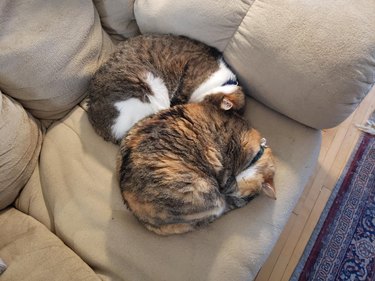 Two cats are curled into balls.