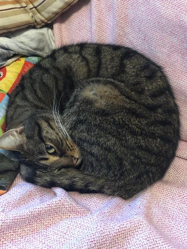 Cat curled into a ball