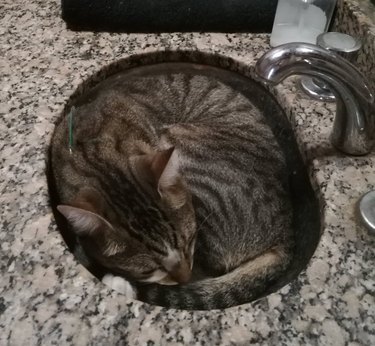 A cat is curled into a ball and fitting perfectly in a sink.