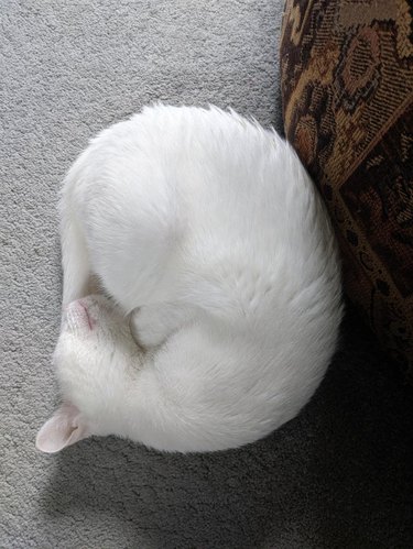 A white cat is curled into a ball.