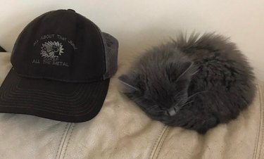 A gray kitten curled is into a ball and is sleeping next to a baseball cap.