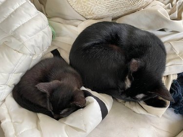 A cat and kitten are sleeping side by side and curled into balls.