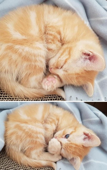 Two photos of a ginger kitten is curled into a ball.
