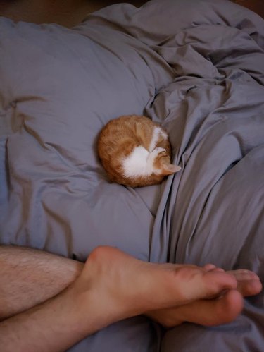 A kitten is curled into a ball and is near their human's feet.
