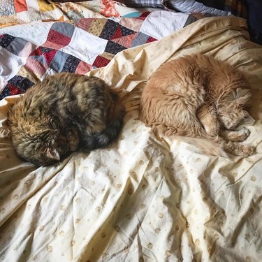Two cats are curled into balls on a bed.