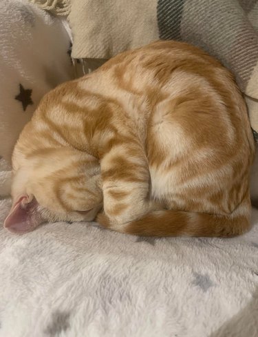 A cat is curled into a ball.