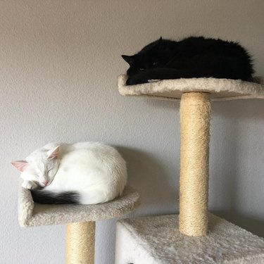 Two cats are in a cat tree, one is black and the other is white.