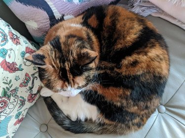 A calico cat is curled into a ball.