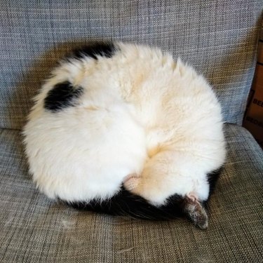 A black and white cat curled into a ball.