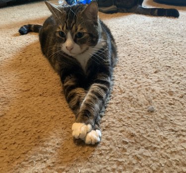 A cat has their legs crossed while on a carpet.
